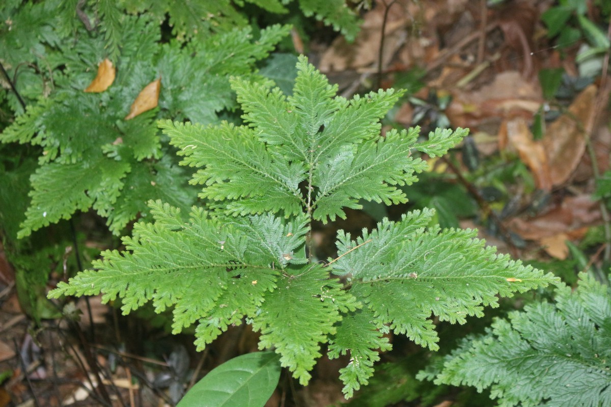 Selaginella haematodes (Kunze) Spring